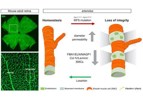 Fibrillin-1 Regulates Arteriole Integrity in the Retina