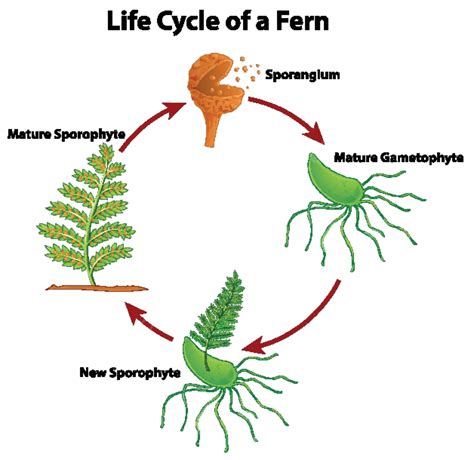 Diagram Showing Life Cycle Of Fern Clip Art Vector Plants Vector, Clip Art, Vector, Plants PNG ...