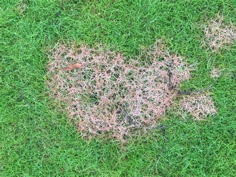 Image result for Red Thread Fungus Control