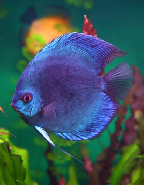 Image result for Blue Discus Fish