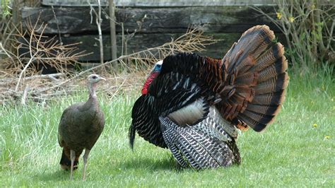 “Gobble” isn’t the only sound turkeys make.