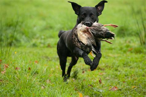 Image result for Working Cockapoo Gun Dog
