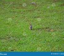 Image result for Cute Bunny in Grass