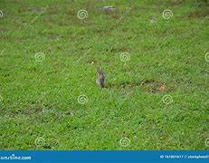 Image result for Cute Bunny in a Grass Field with Flowers
