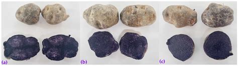 Effect of Inlet Air Temperature and Quinoa Starch/Gum Arabic Ratio on ...