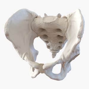 3D skeletal system Models for Your Projects | 3D Molier International ...