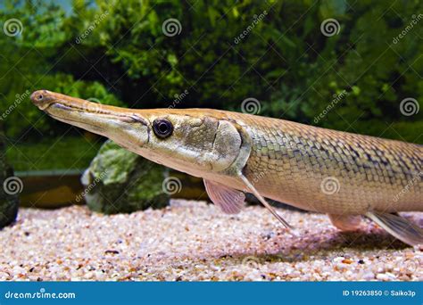 Long nose fish stock photo. Image of black, saltwater - 19263850