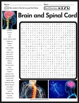 Brain and Spinal Cord Word Search | Neurons | Anatomy | Nervous System ...