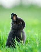 Image result for baby holland lop bunnies colors