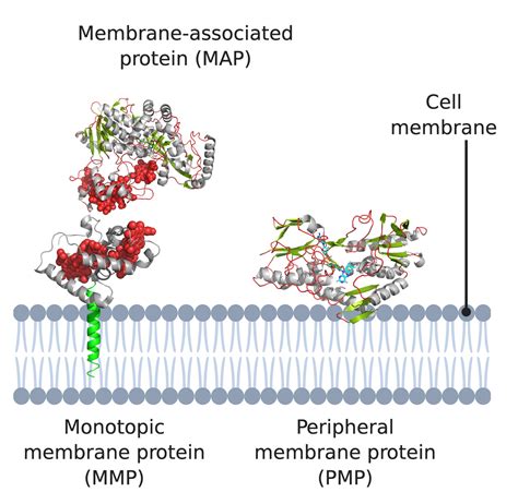 Peripheral Membrane Proteins: Promising Therapeutic Targets across ...