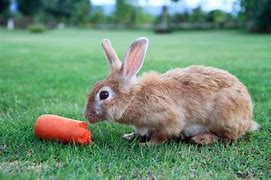 Image result for Baby Bunny Eating Carrot