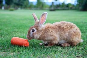 Image result for bunny eating carrot