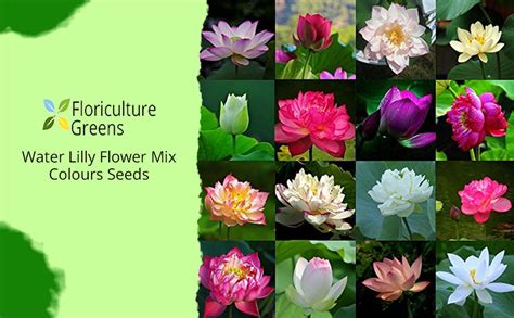 Floriculture Greens Water Lilly Flower Mix Colors Seed For Home ...