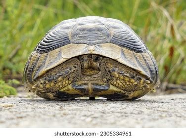 Image result for Turtle Shell Front Back