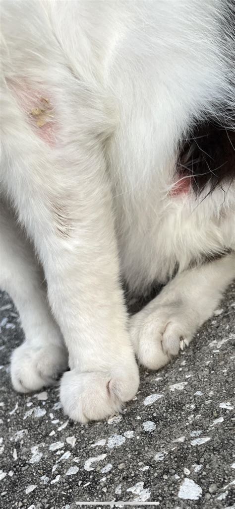 Is Your Cat’s Diet Causing Hot Spots? Food Allergies and Skin Reactions