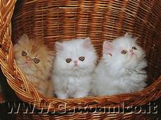 gatti persiani immagini gatto persiano il gatto a pelo lungo gatti persiani immagini gatto persiano il gatto a pelo lungo