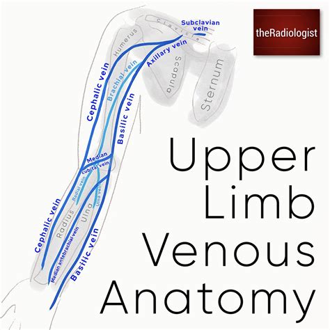 Upper Limb Venous Anatomy Diagram