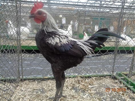 Image result for Molten Java Chicken