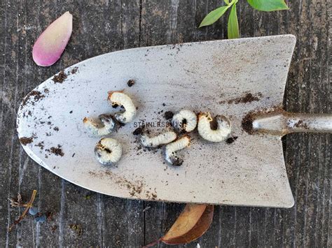 How to Kill Grubs & Garden Soil Pests Organically w/ Beneficial Nematodes ~ Homestead and Chill