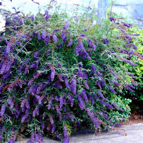 White Knight Butterfly Bush National PLANT NETWORK 1 Gal. Tree Form