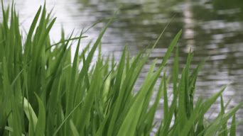 河边容易长的草,河边长得很高的草,常在河边的草是什么草_大山谷图库