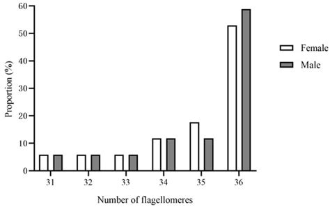 Functional Morphology of the Antennae and Sensilla of Coeloides ...