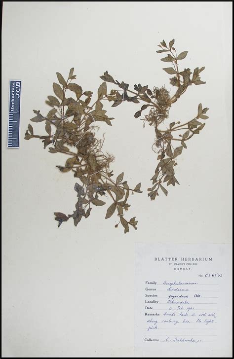 Herbarium JCB