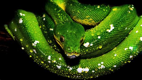 Image result for Green Python around Nevk