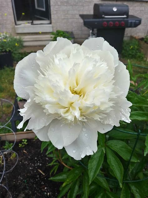 Are Your Peony Leaves Curling? [Potential Causes And Fixes!]