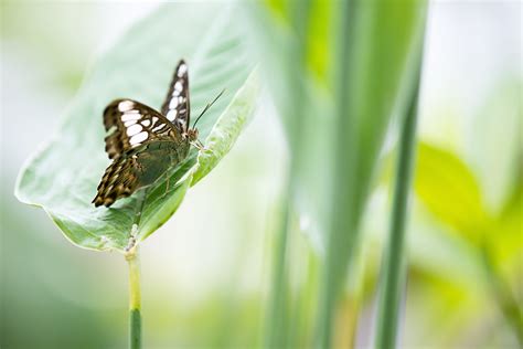 What Plant Do Butterflies Lay Their Eggs On at Guillermo Wilbur blog