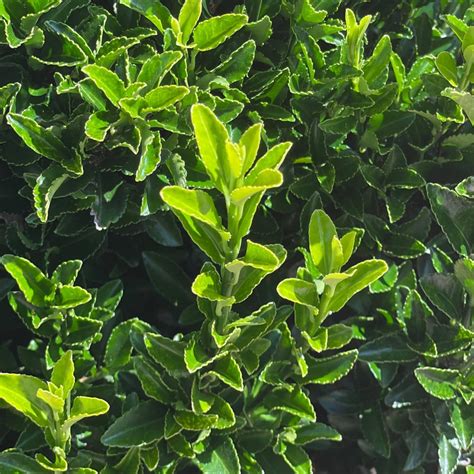 Euonymus Japonicus Green Spire Kopen – AWBR