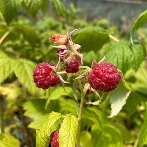 Planting Autumn Raspberry Plants 的图像结果