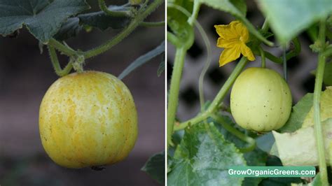 How to Grow and Care for Lemon Cucumbers