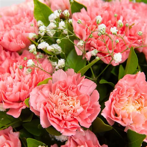 Morning Glory - Buy Fresh Carnation Bouquets Online - The Flora