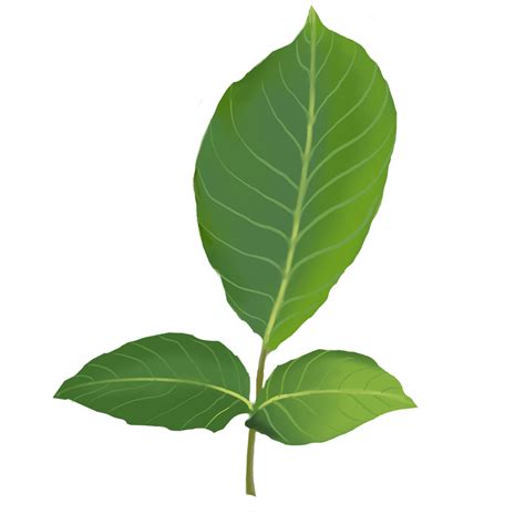 Walnut Leaves - NIANCE