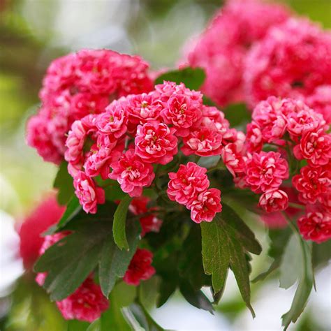 May Birth Flowers & Meanings: Lily of the Valley & Hawthorn