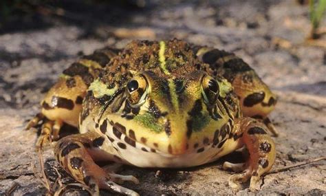 Frog 库存照片. 图片 包括有 茴香, 被截肢者, 眼睛, 种类, 青蛙, 地下, 皮肤, 爱好健美者 - 70261494