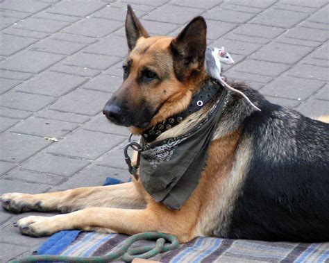 Calm as a dog Free Photo Download | FreeImages