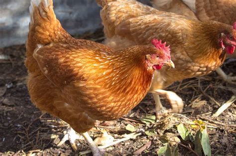 Gold Star Chicken: Breed Profile, Pictures & Facts