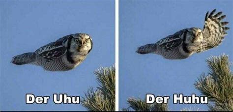 Die 90+ besten Vogel-Memes - Schlechte Witze
