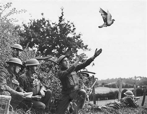 The MI5 Used Falcons to Catch German Carrier Pigeons | War History Online