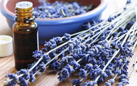 Lavender Essential Oil ~ Benefits & Uses | Ways to Use Lavender Oil