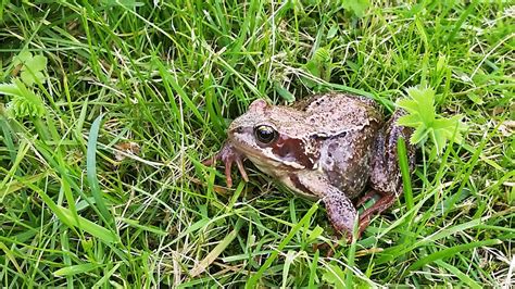 Image result for Frog Jumping Backwards Meme