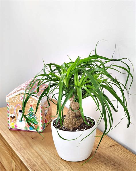 Ponytail Palm with Meseta Planter | PlantVine