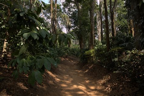 Shade Grown & Carbon Sequestration – HumbleBean Coffee