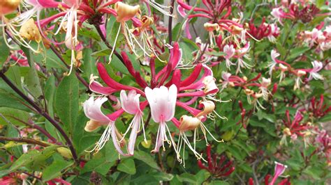 Honeysuckle Vine On Fence