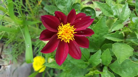 Download Flower 4k Red Dahlia Wallpaper | Wallpapers.com