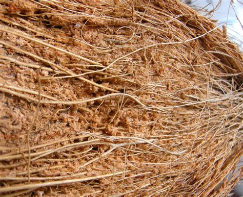 Image result for Thread Pics