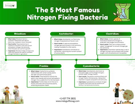 Image result for Role Fixation