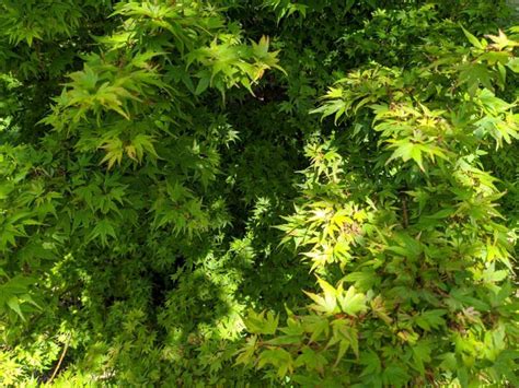Acer palmatum 'Coonara Pygmy' - Coonara Pygmy Japanese maple | The ...
